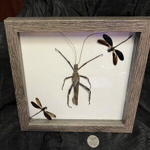 Interesting Real Bugs in Art